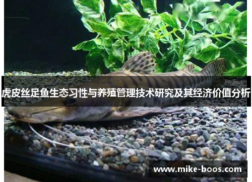 虎皮丝足鱼生态习性与养殖管理技术研究及其经济价值分析
